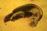 Fossil Fly (Diptera) And Beetle (Coleoptera) In Baltic Amber #109466-1